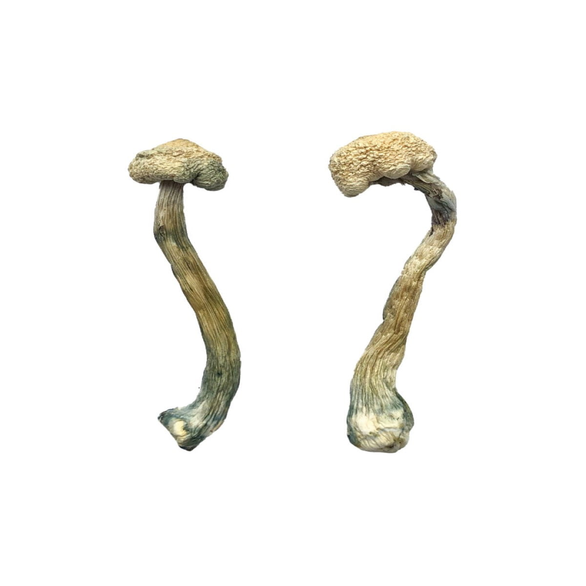 Treasure Coast Mushroom - Image 2